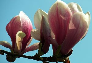 Magnolia in de bloei